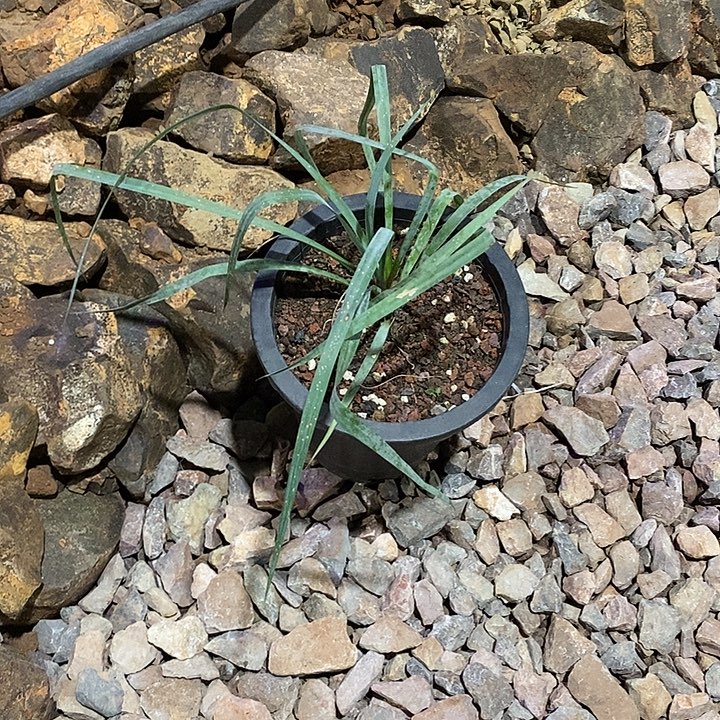 我是一名普通的普通