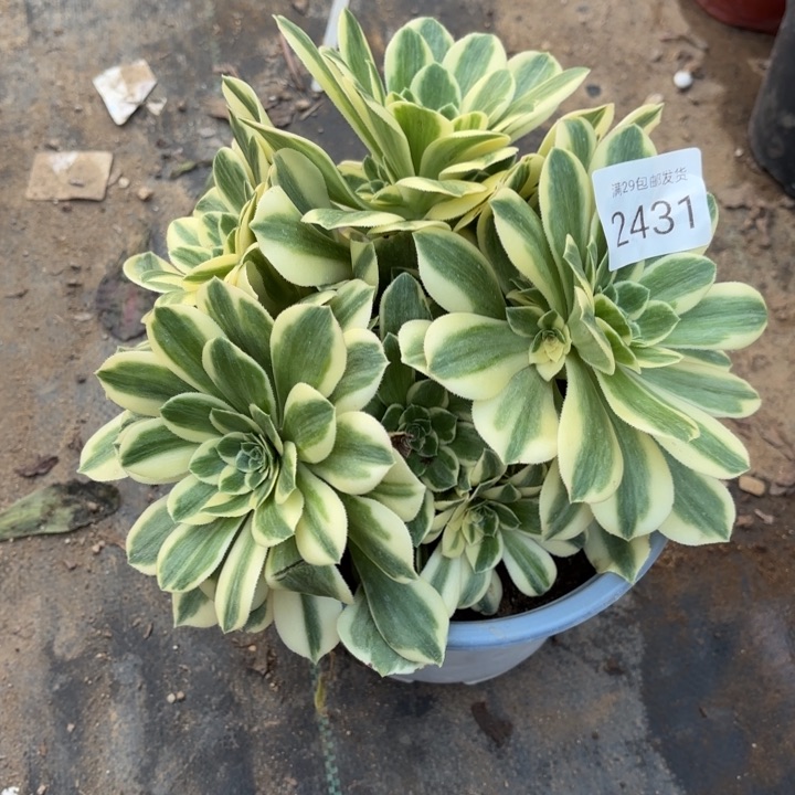 迈巴赫多肉法师2431