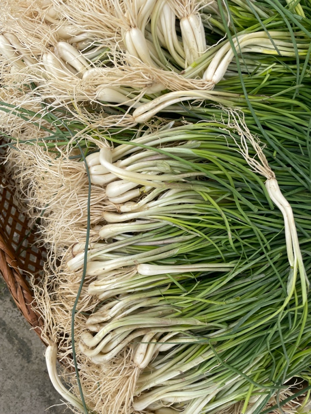 【藠头】农家自种藠头