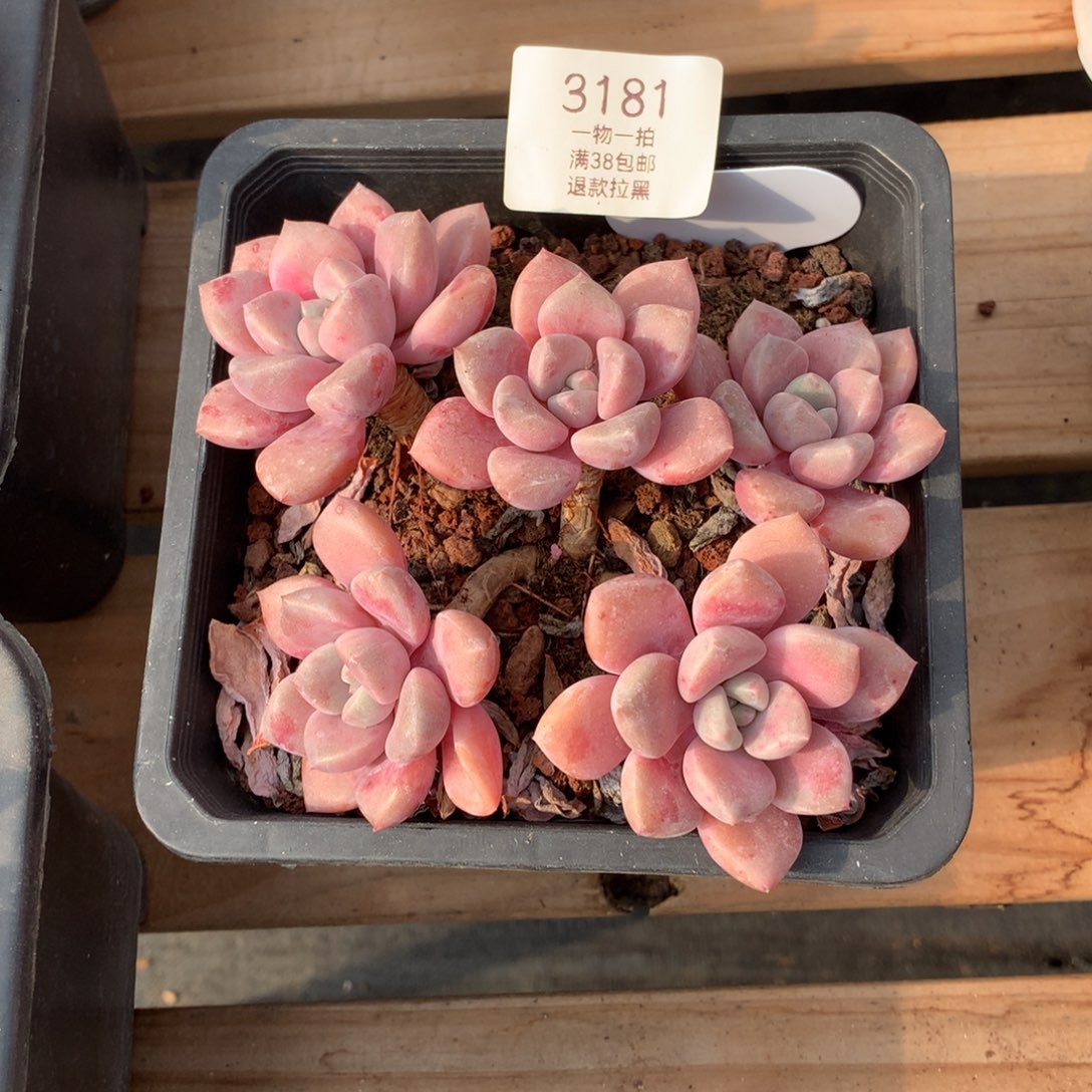 13.5厘米五头白鹭3181