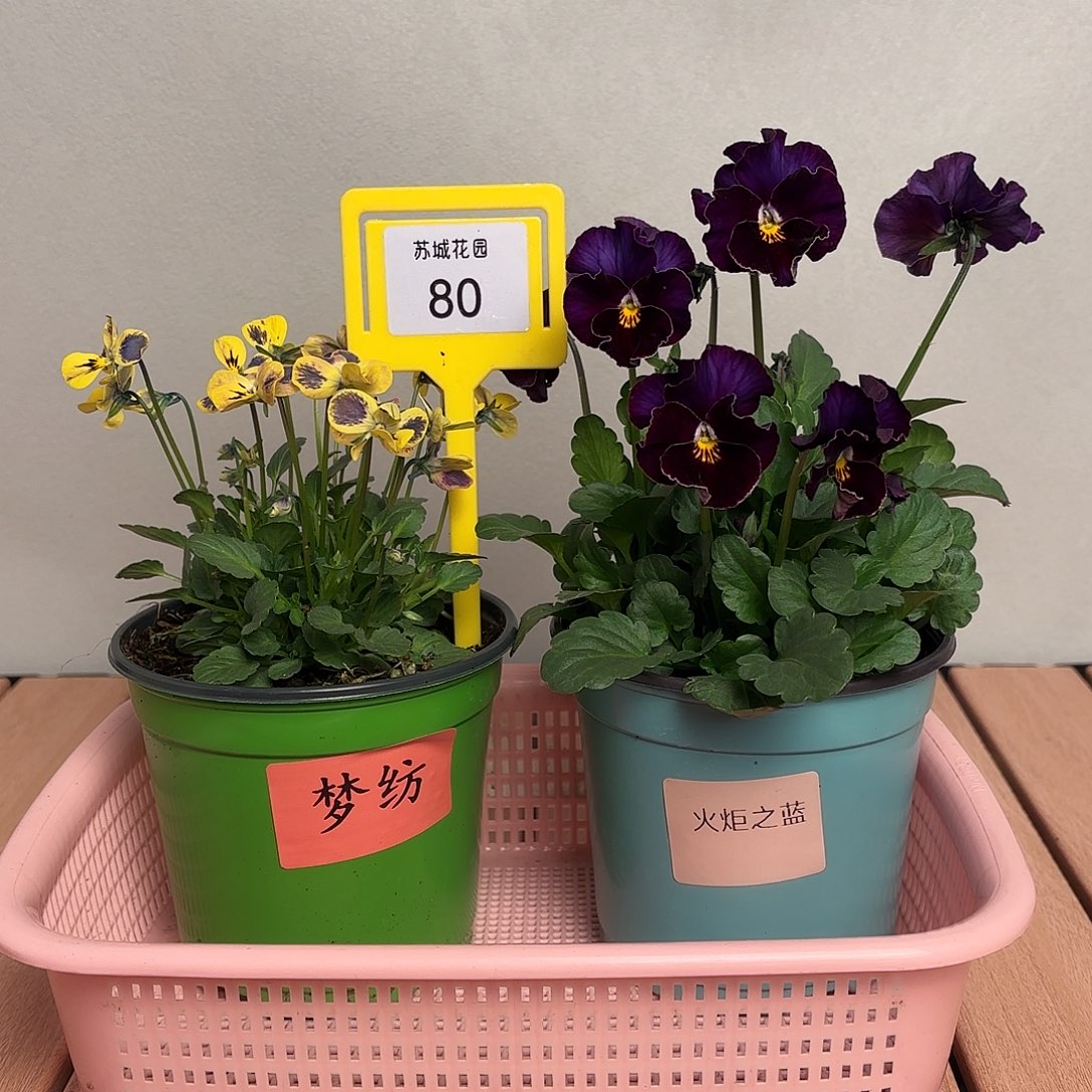 大部分开放少量花苞80