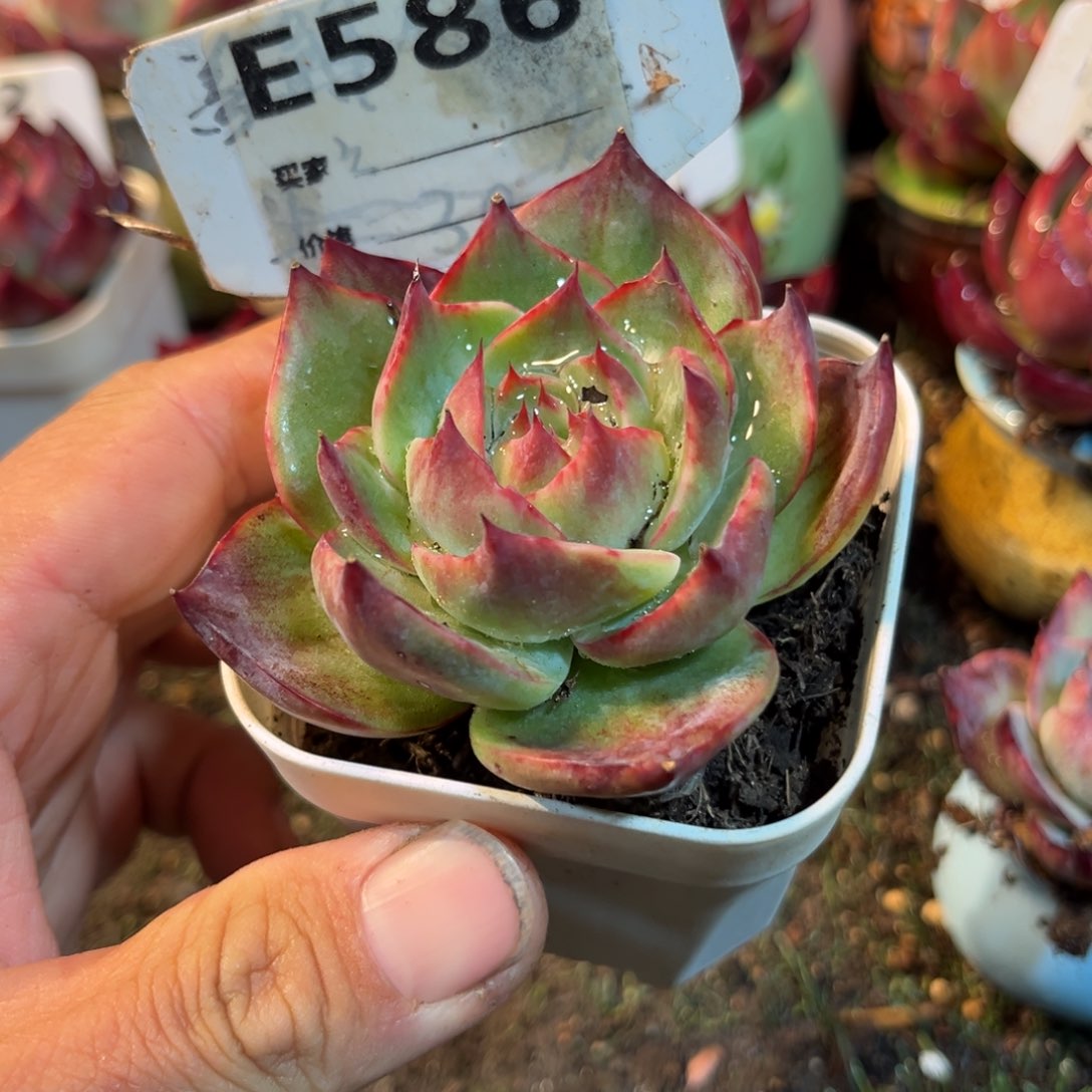 惊鸿一瞥586号多肉