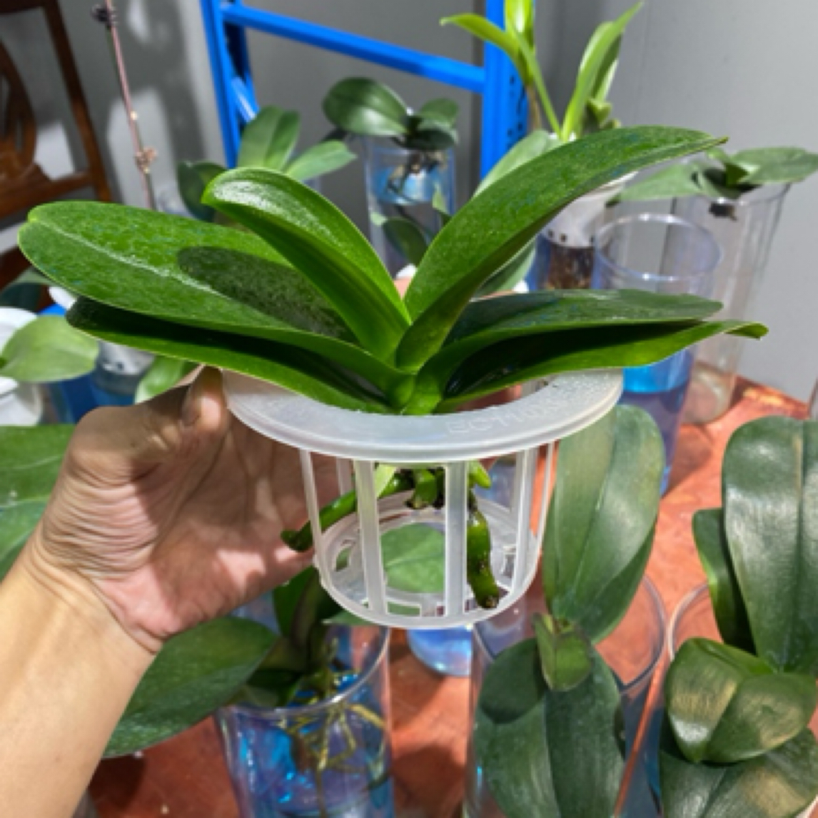 水培定植蓝5个装 透明款式适用于10厘米口径花瓶使用