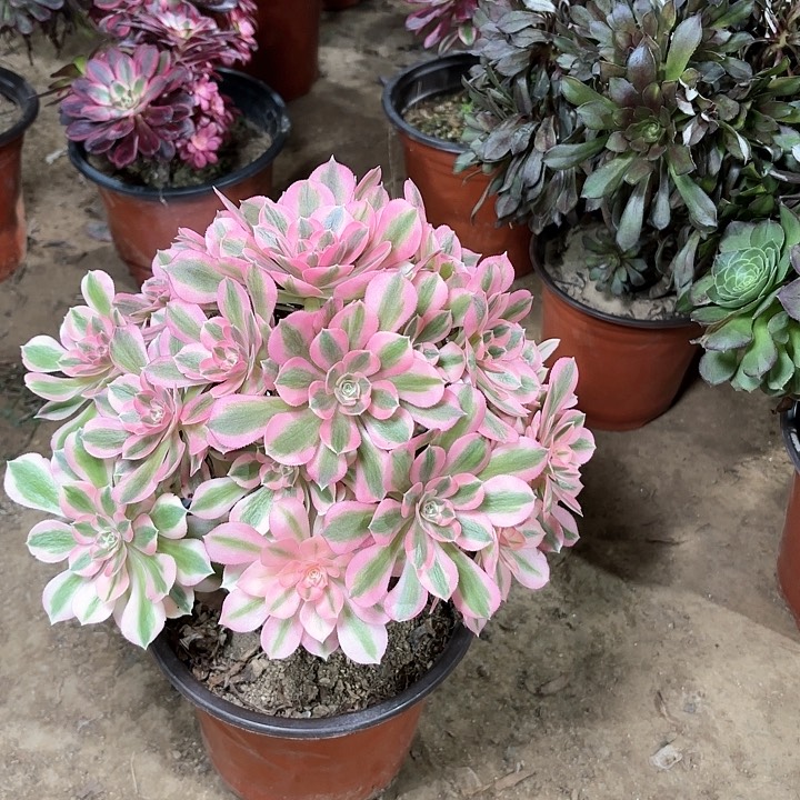 冬****的多肉植物粉女巫3