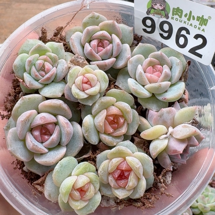 多肉植物多肉植物