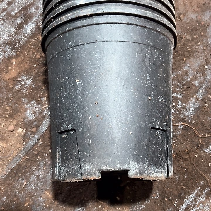 塑料口径18厘米 高度18厘米 黑加仑 一组10个