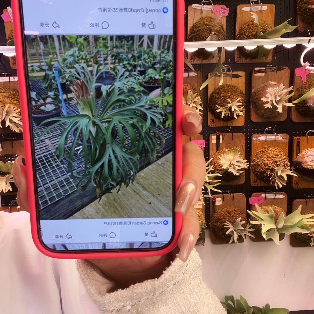 yot 恶魔 侧 鹿角蕨