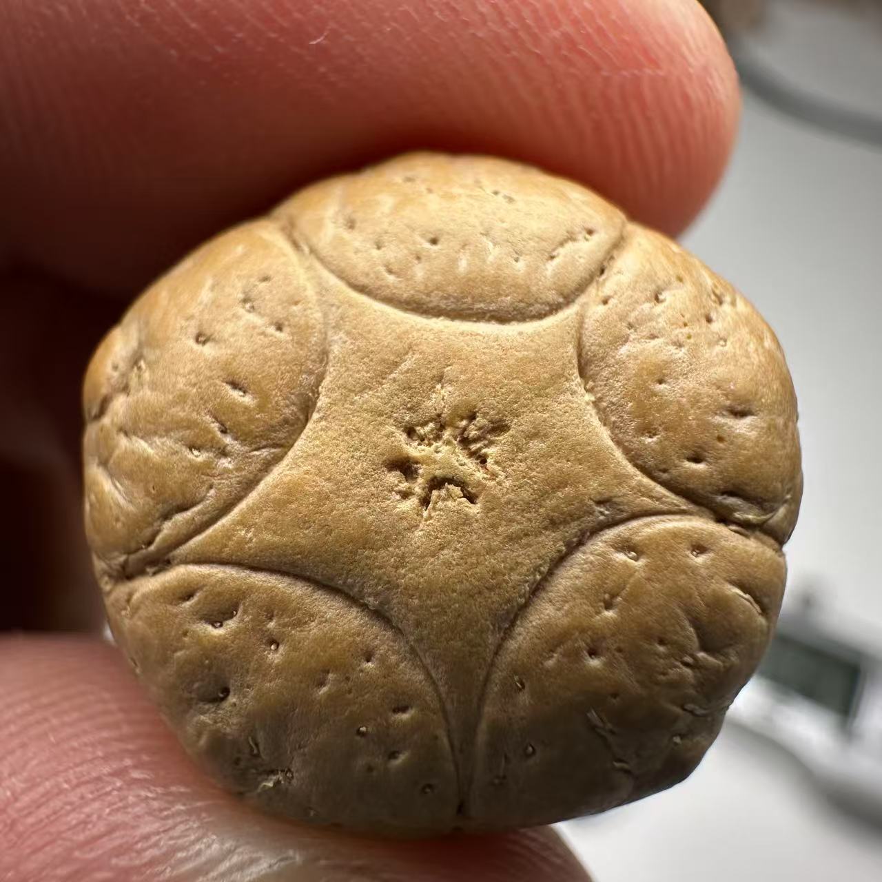 尼泊尔五星菩提，尺寸19，sss系列，货号78