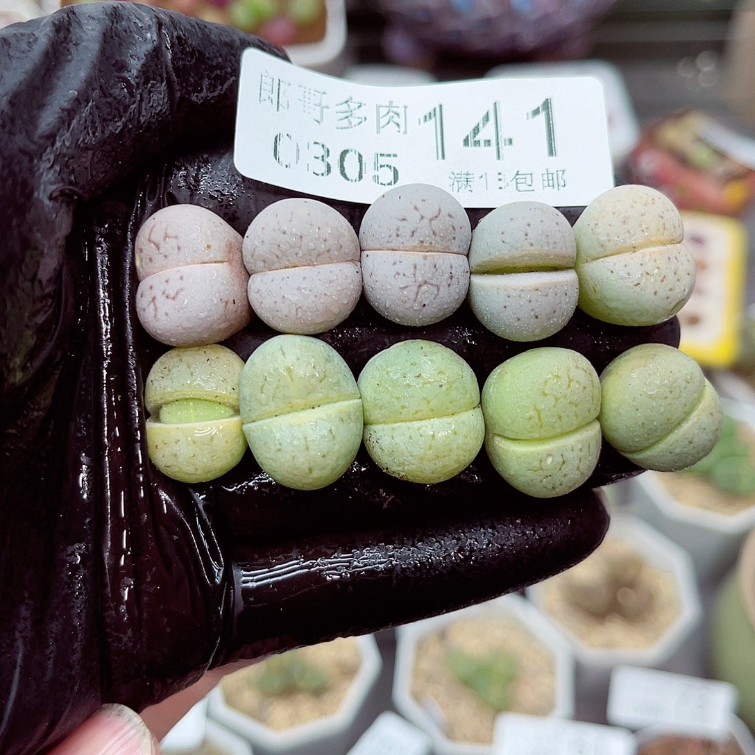 郎哥多肉生石花5-141