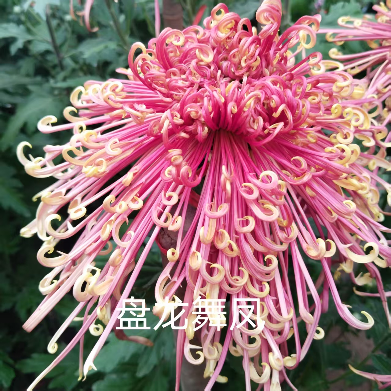 盘龙舞凤，2棵菊花小苗，穴盘苗。