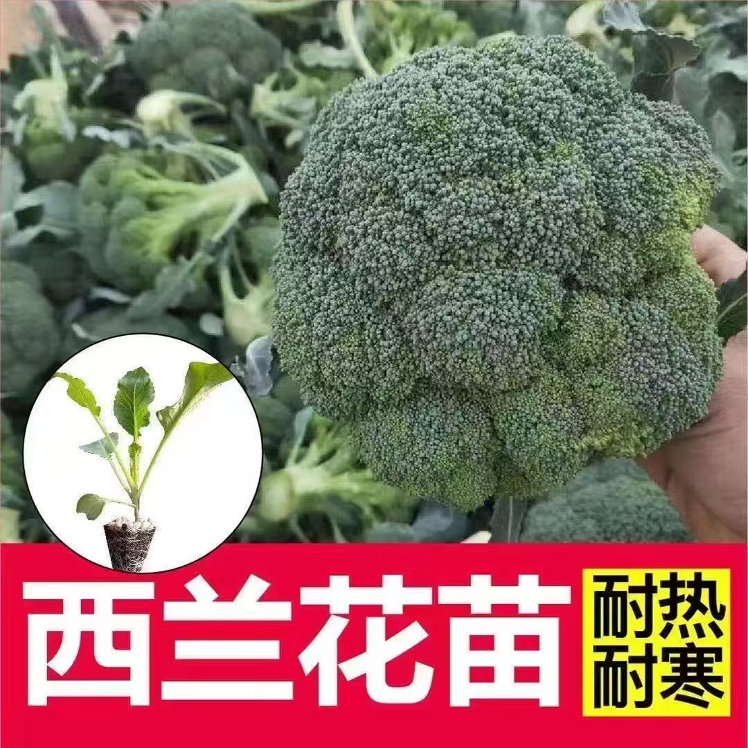 优质西兰花秧苗带土发货庭院盆栽易种易活