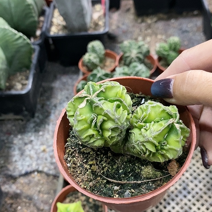 开**好花花草草花花草草