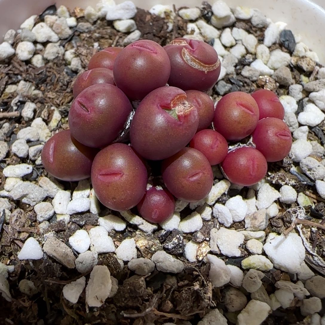 肉锥多肉植物百科-有疤751