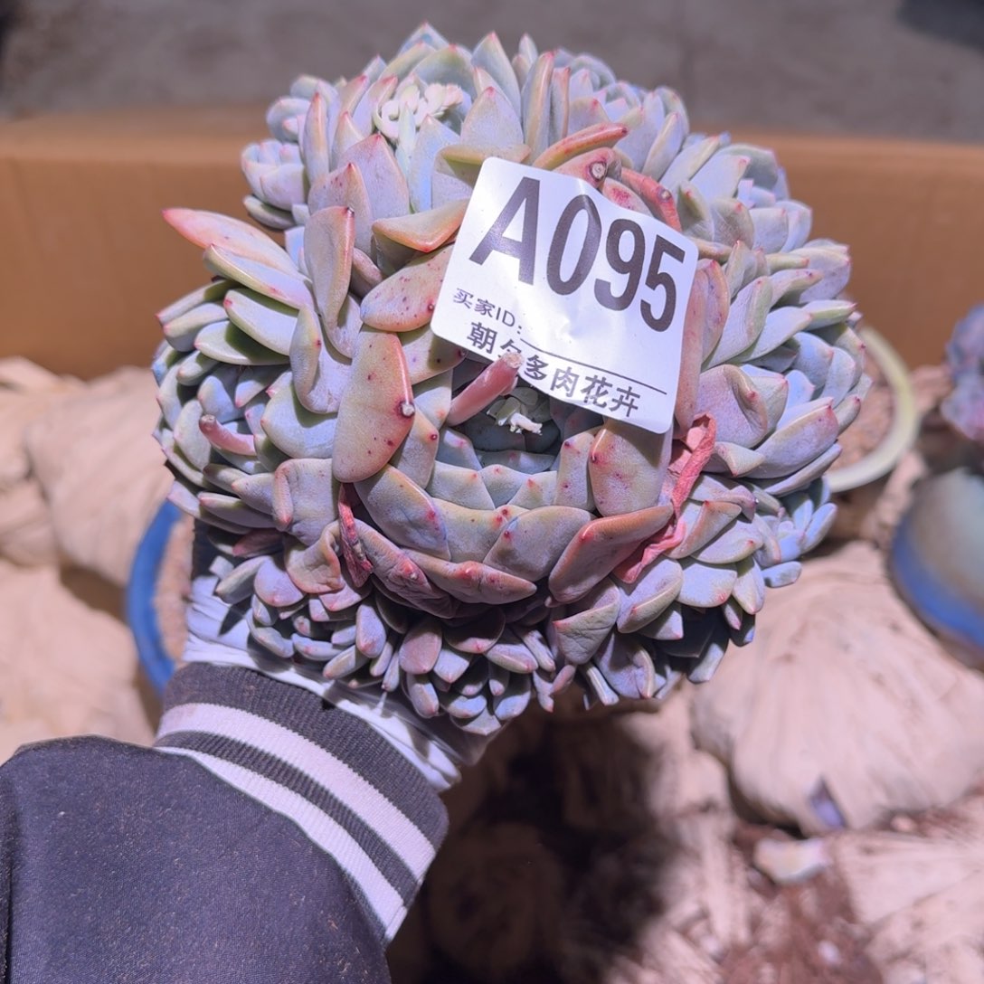 冉石榴籽呀呀呀呀呀呀