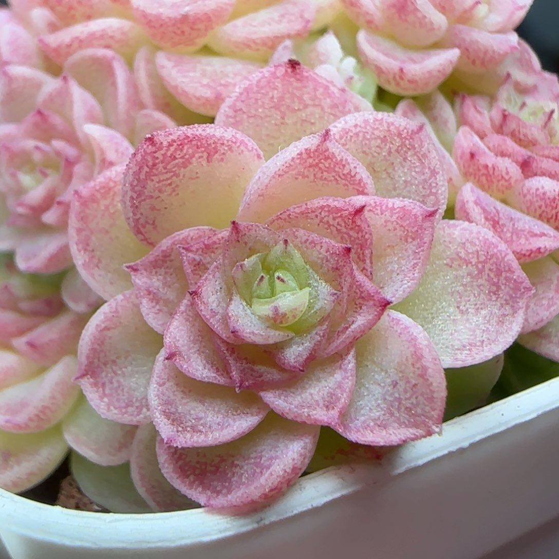 小*0208-175（HT-31）