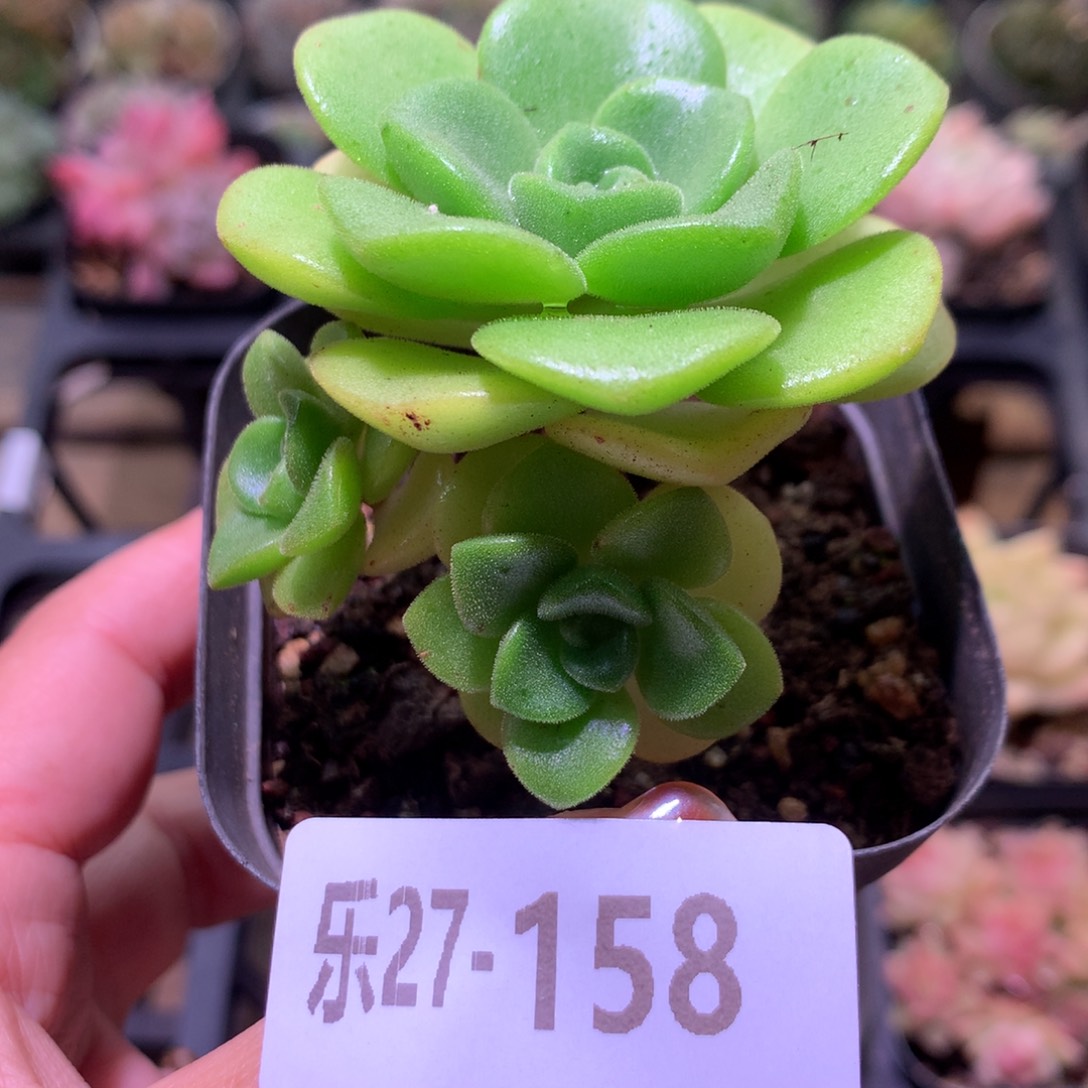 乐然27-158 百合丽丽 