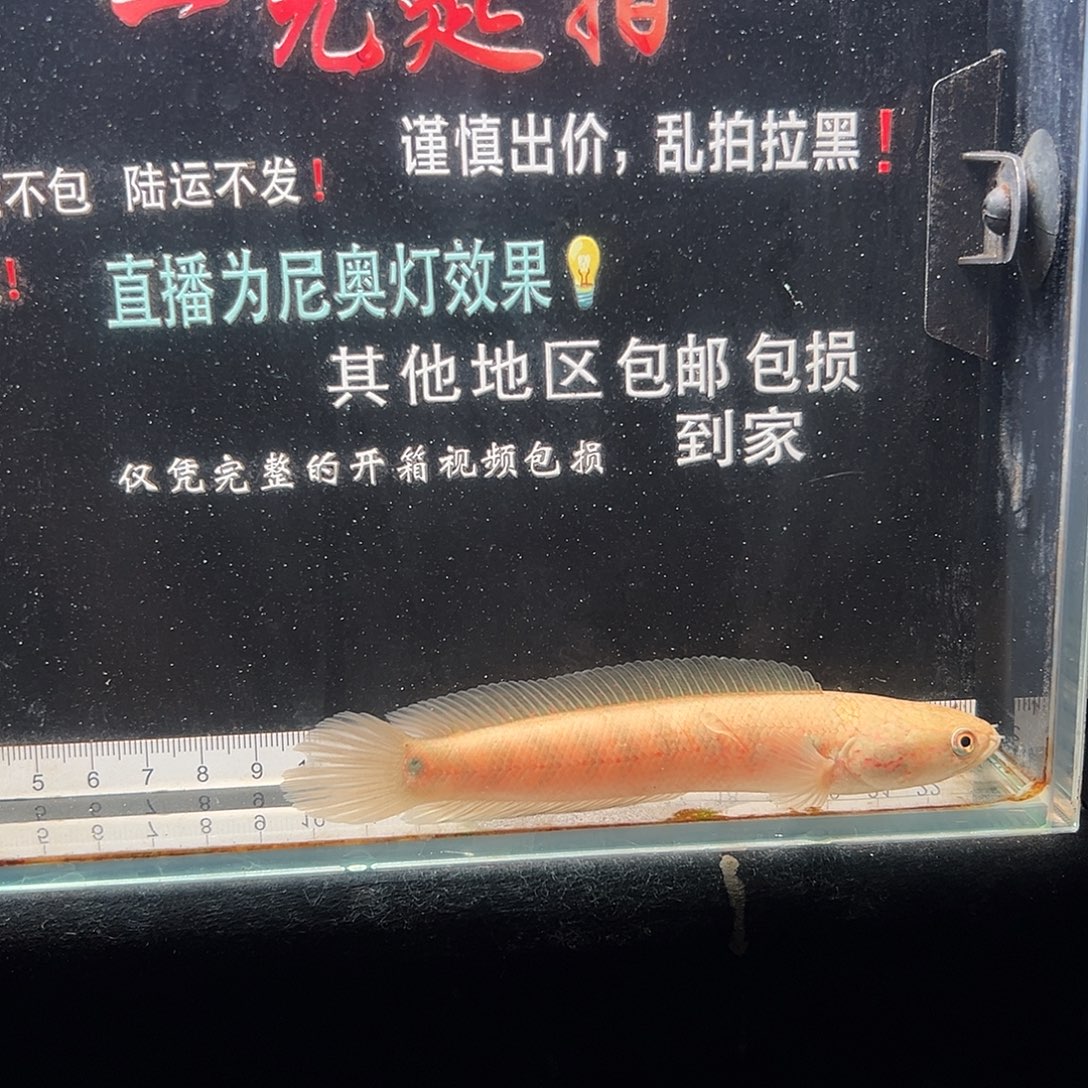 雷龙鱼七星雷龙鱼