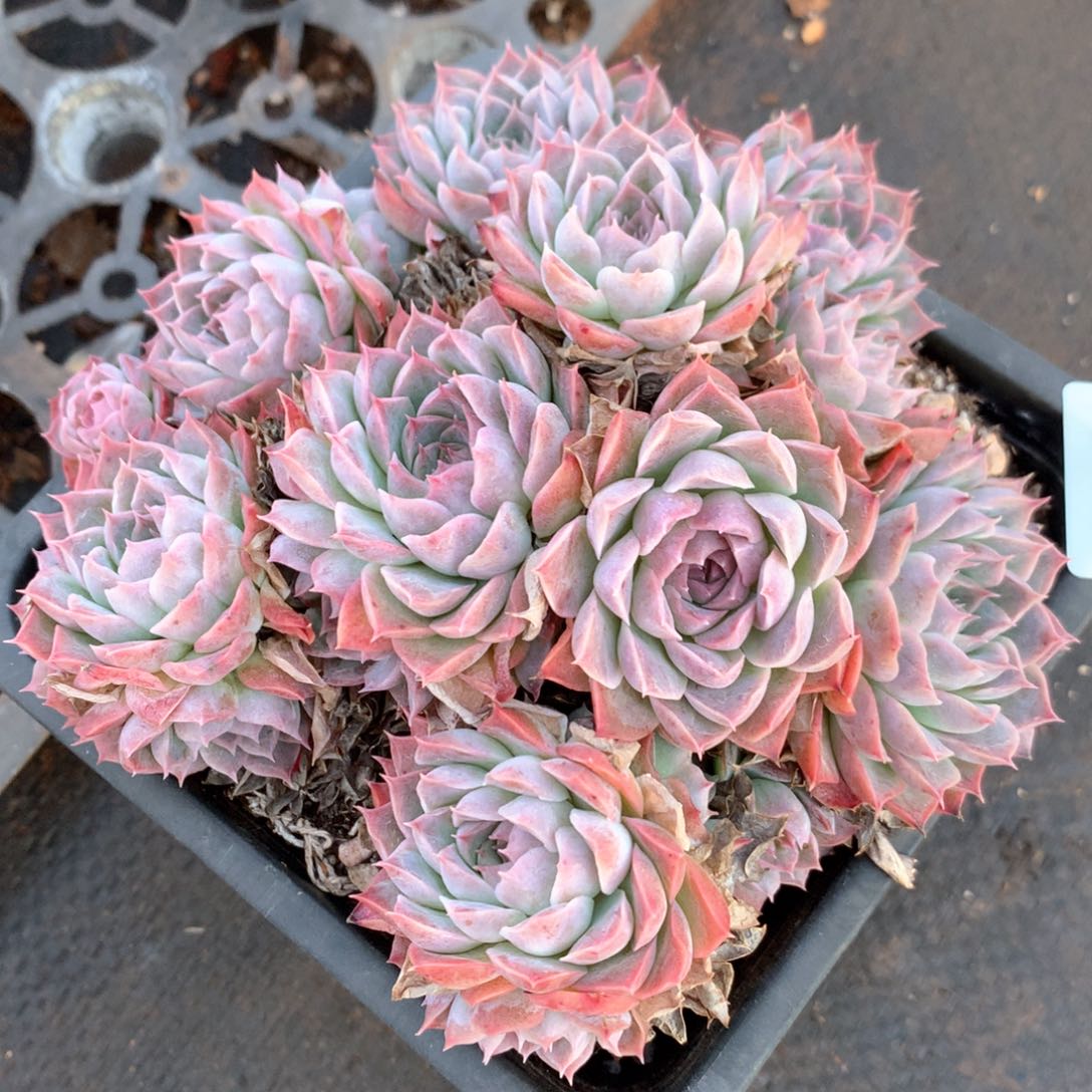 3167杂交多肉植物基地