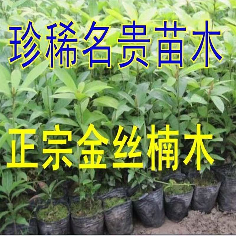四川正宗金丝楠木树苗名贵小叶桢楠树苗金丝楠木苗楠木苗名贵树苗