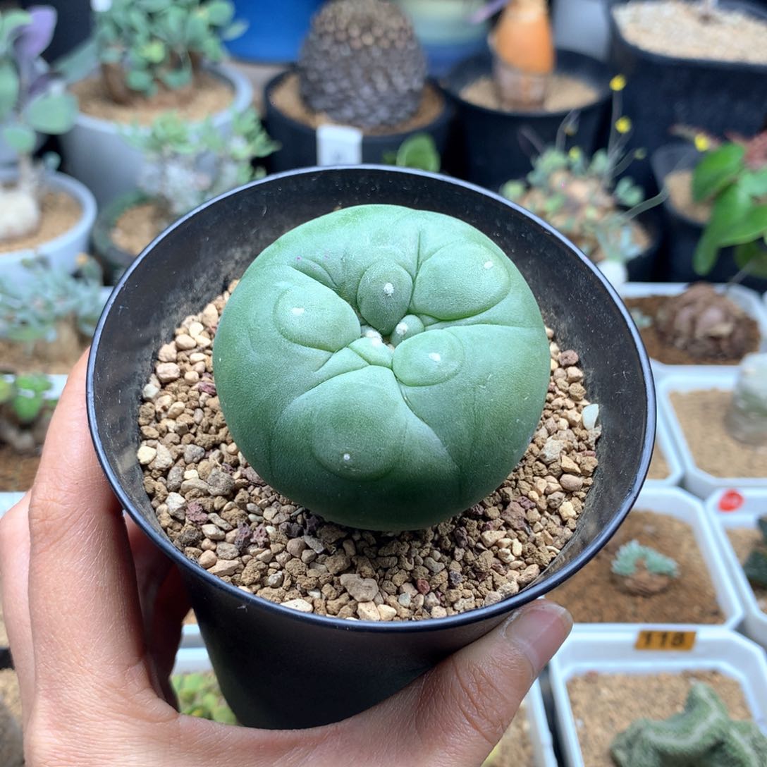 实生翠5.3cm带盆