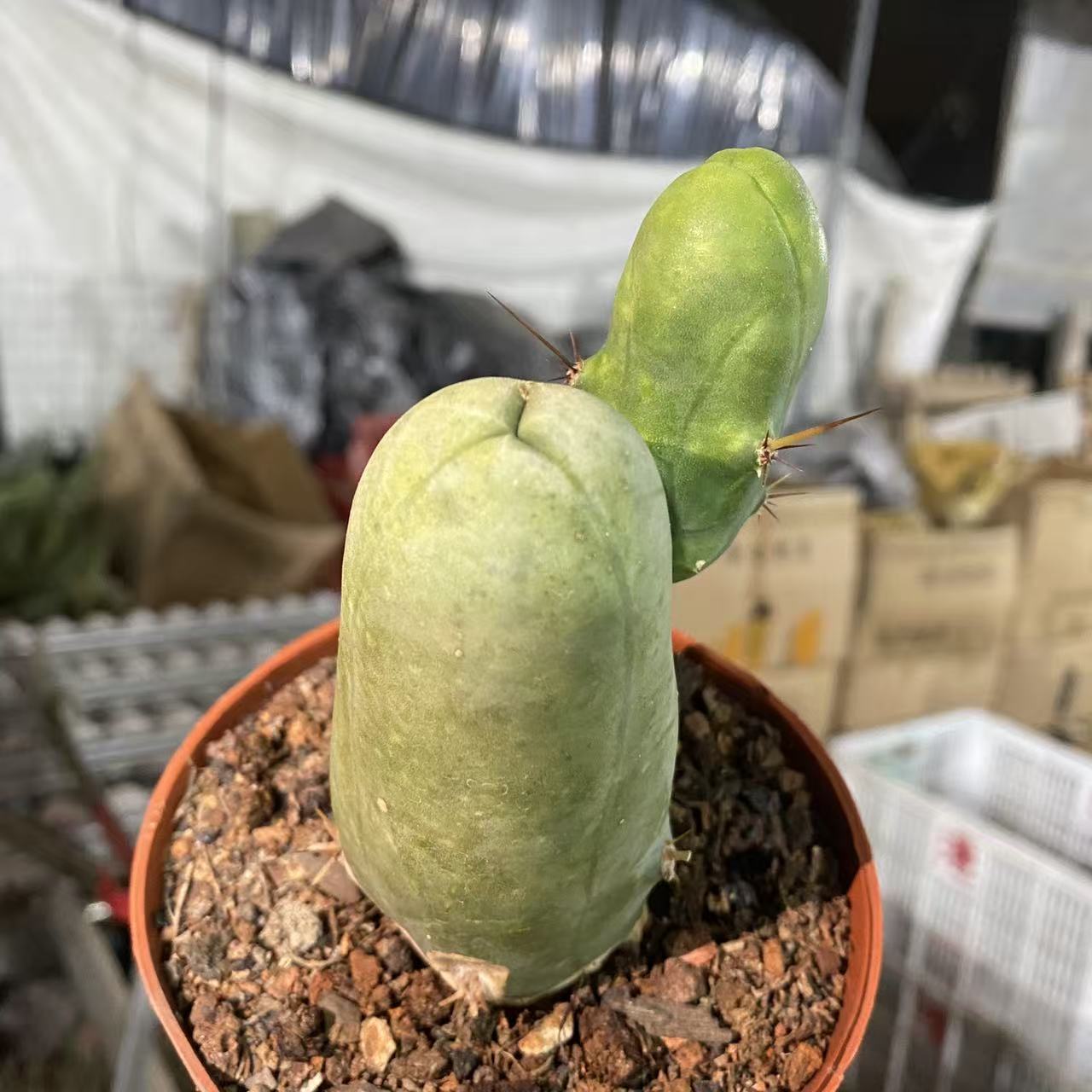 程程柱      仙人球漳州基地直发 新手好养