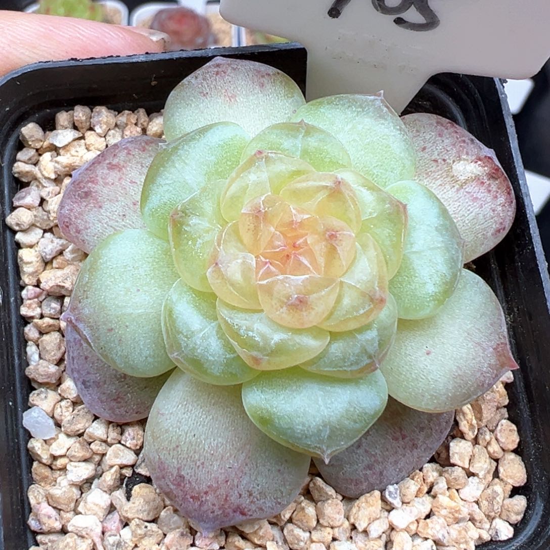 705号风花雪月系列清歌