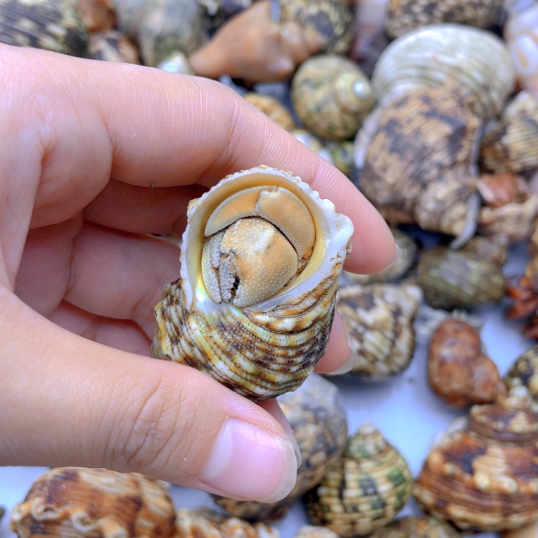 萌宠寄居蟹，可爱爬宠