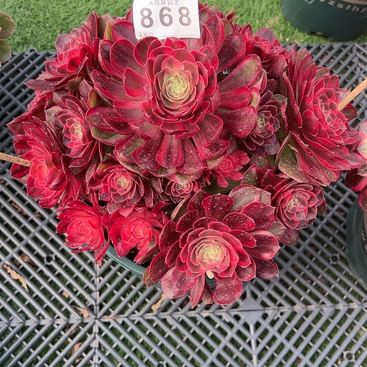 用****1868黑魔锦多肉植物