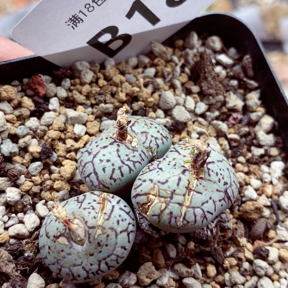 我的小姐姐们都是我的181