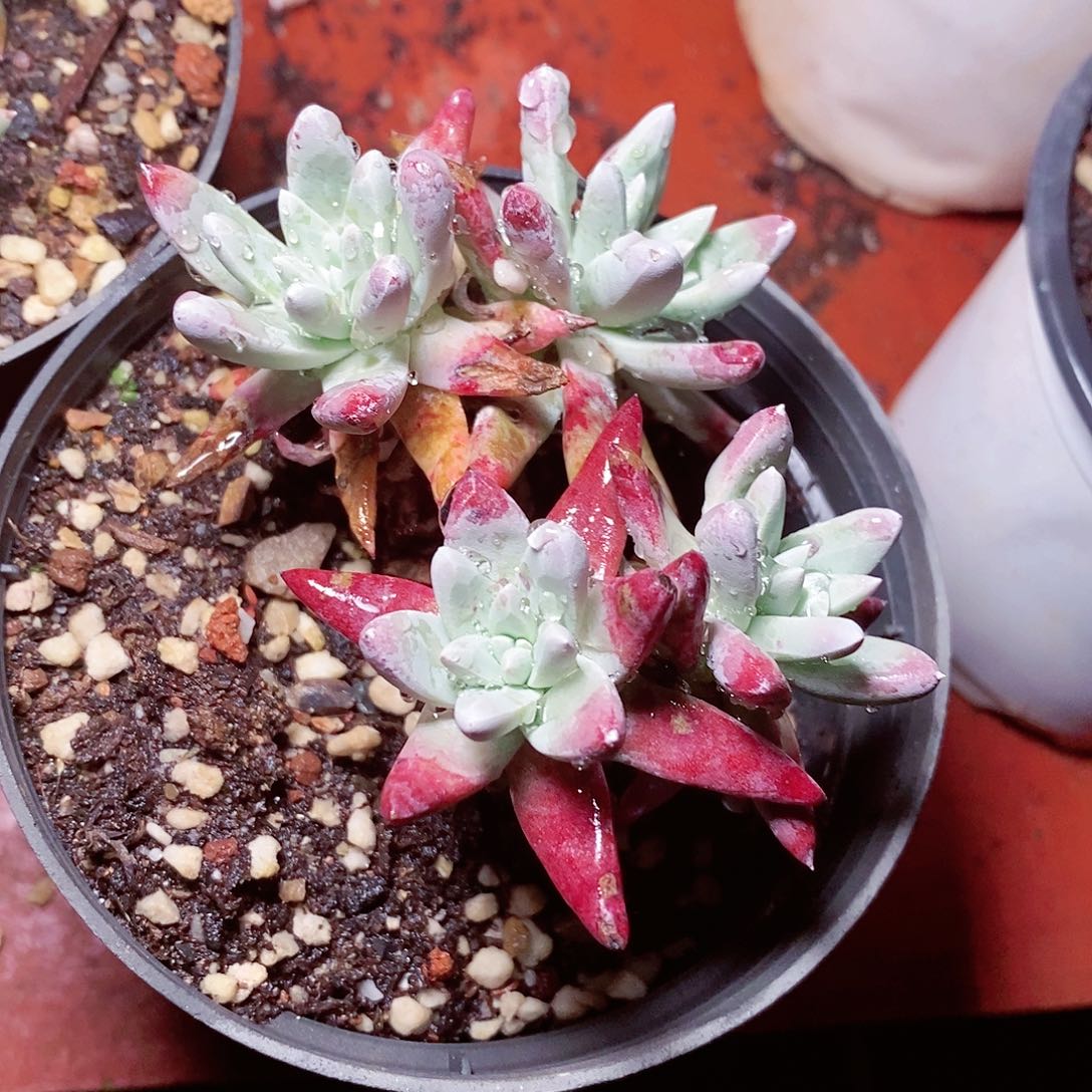 【闪购商品】哈哈哈哈苹果叶多肉1534