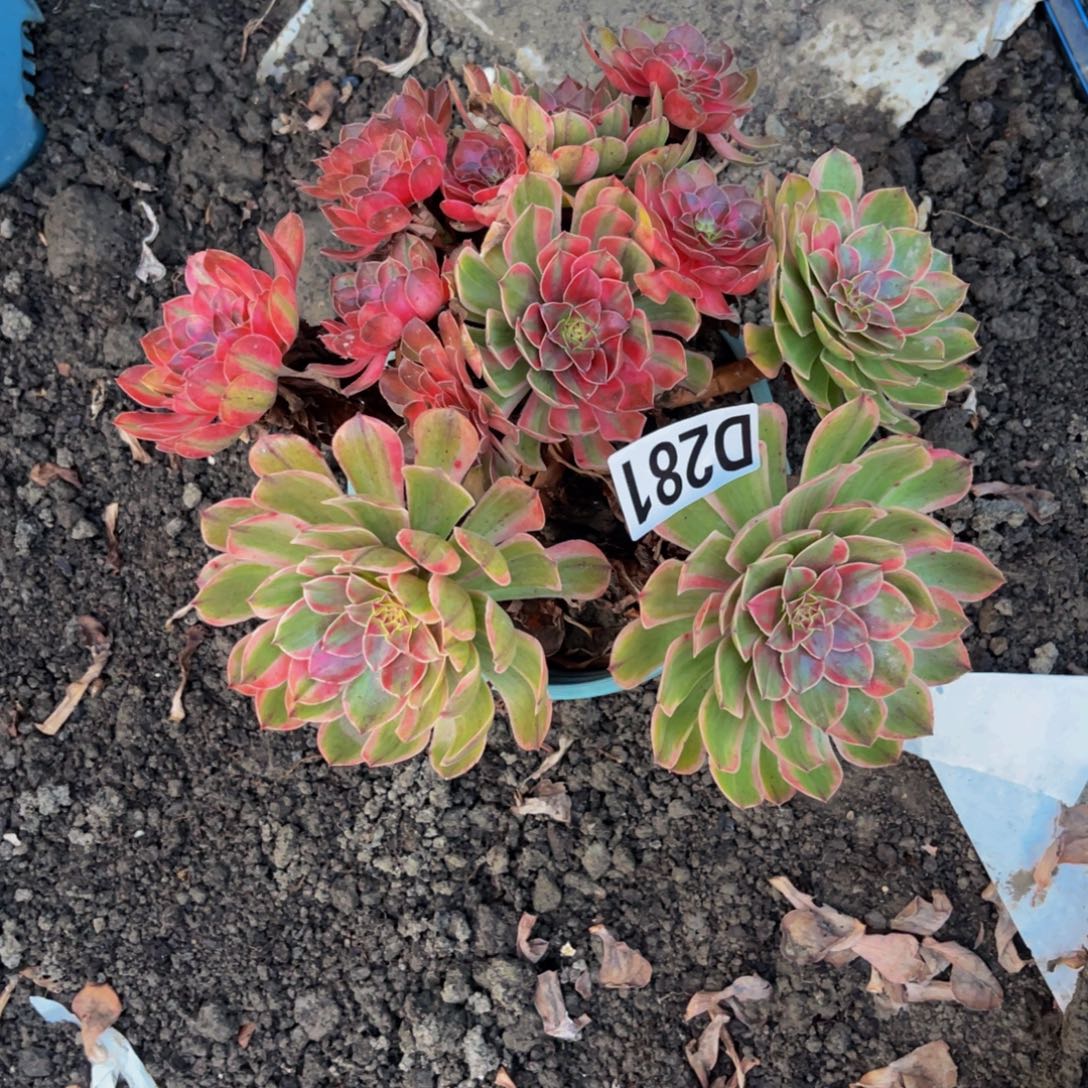 七彩万圣节16////31包邮