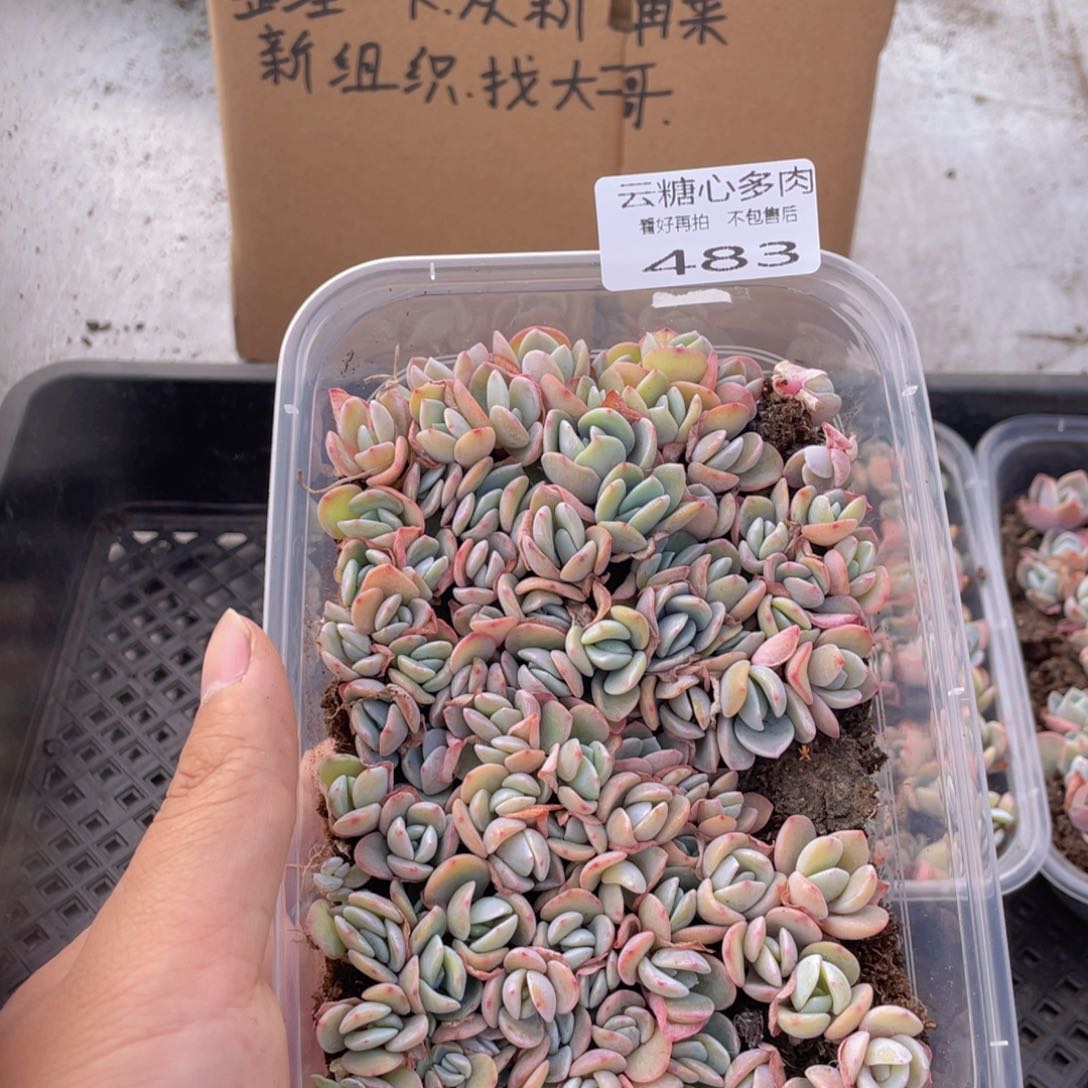 云糖心多肉植物483