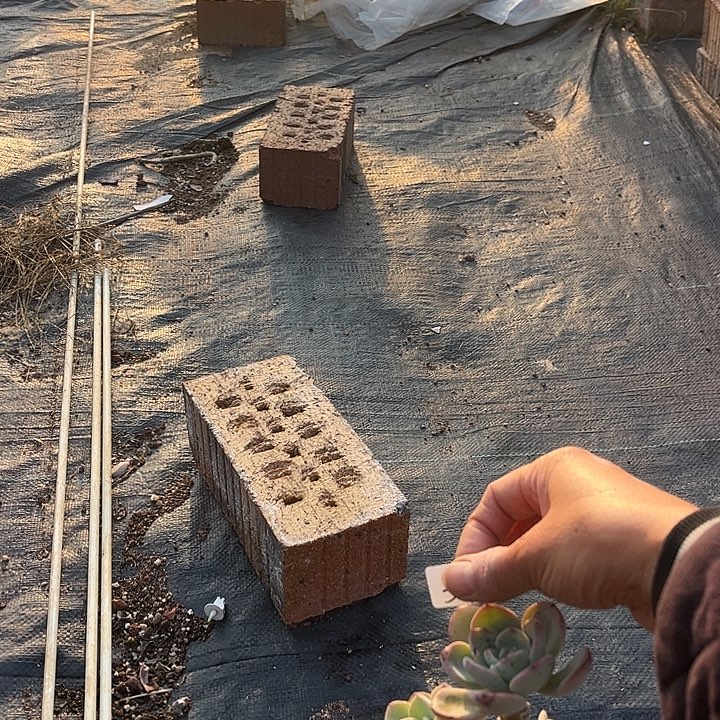 我***我340白月光白凤脱土发货不退不换