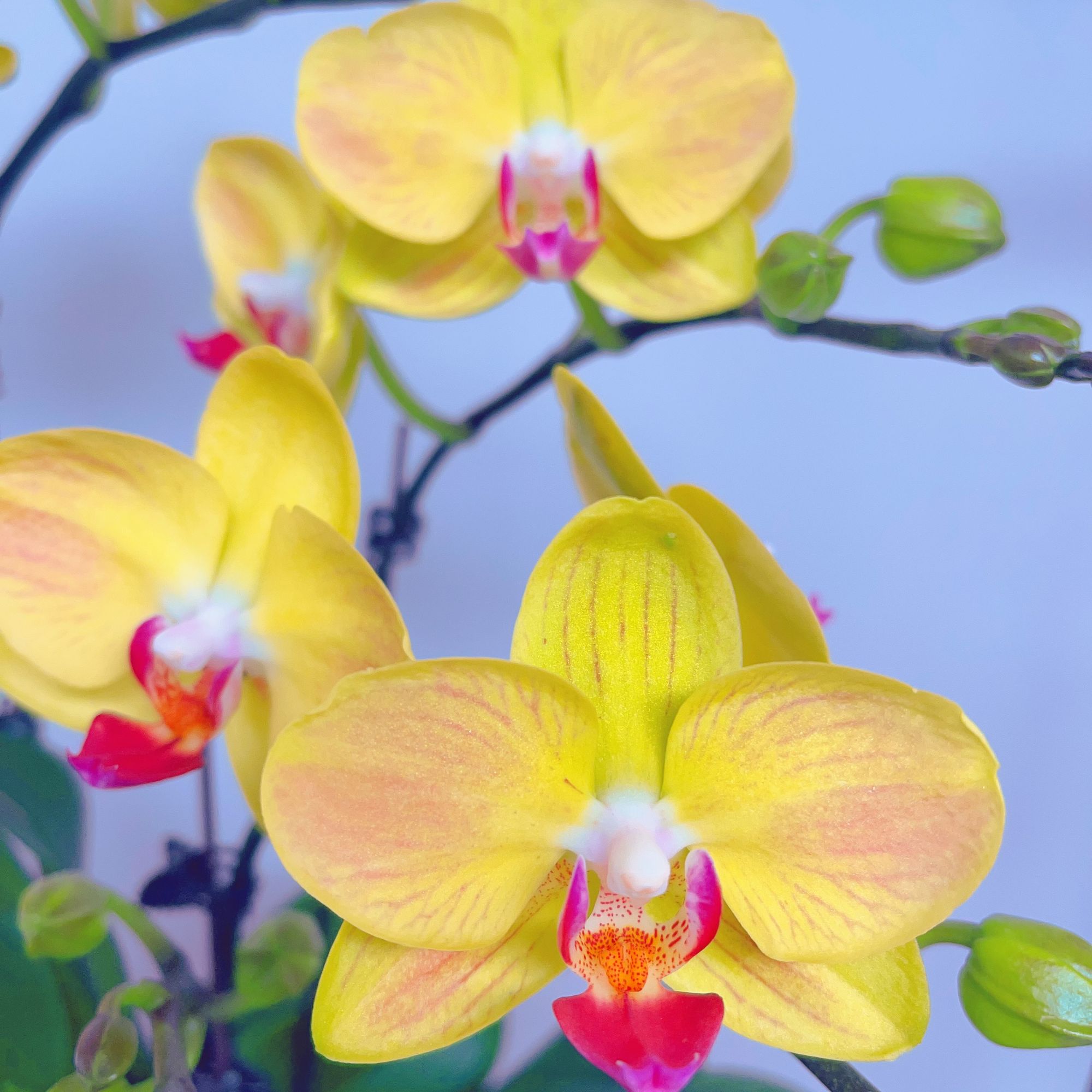 05【金玉满堂】精品蝴蝶兰（好吉利）