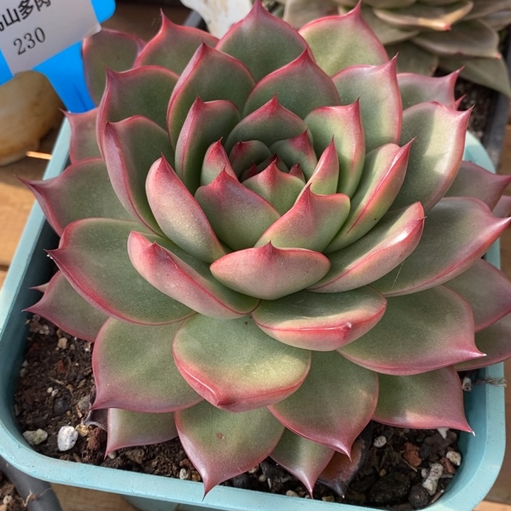 D230- 直播福利 维罗