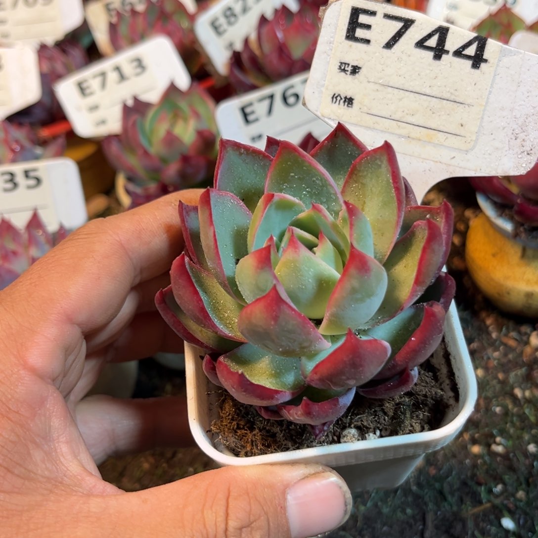 惊鸿一瞥744号多肉