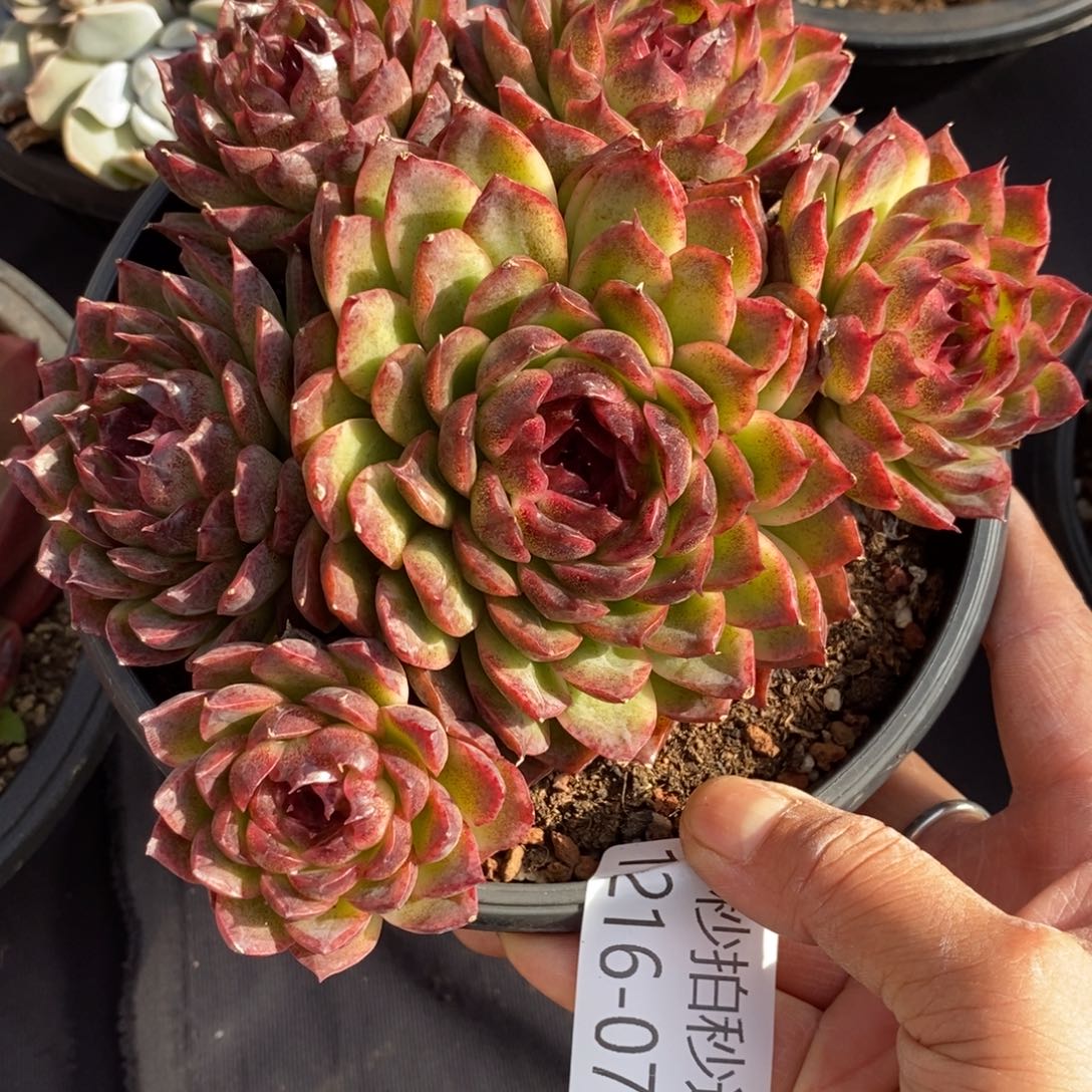 两单包邮1216-78水晶杂