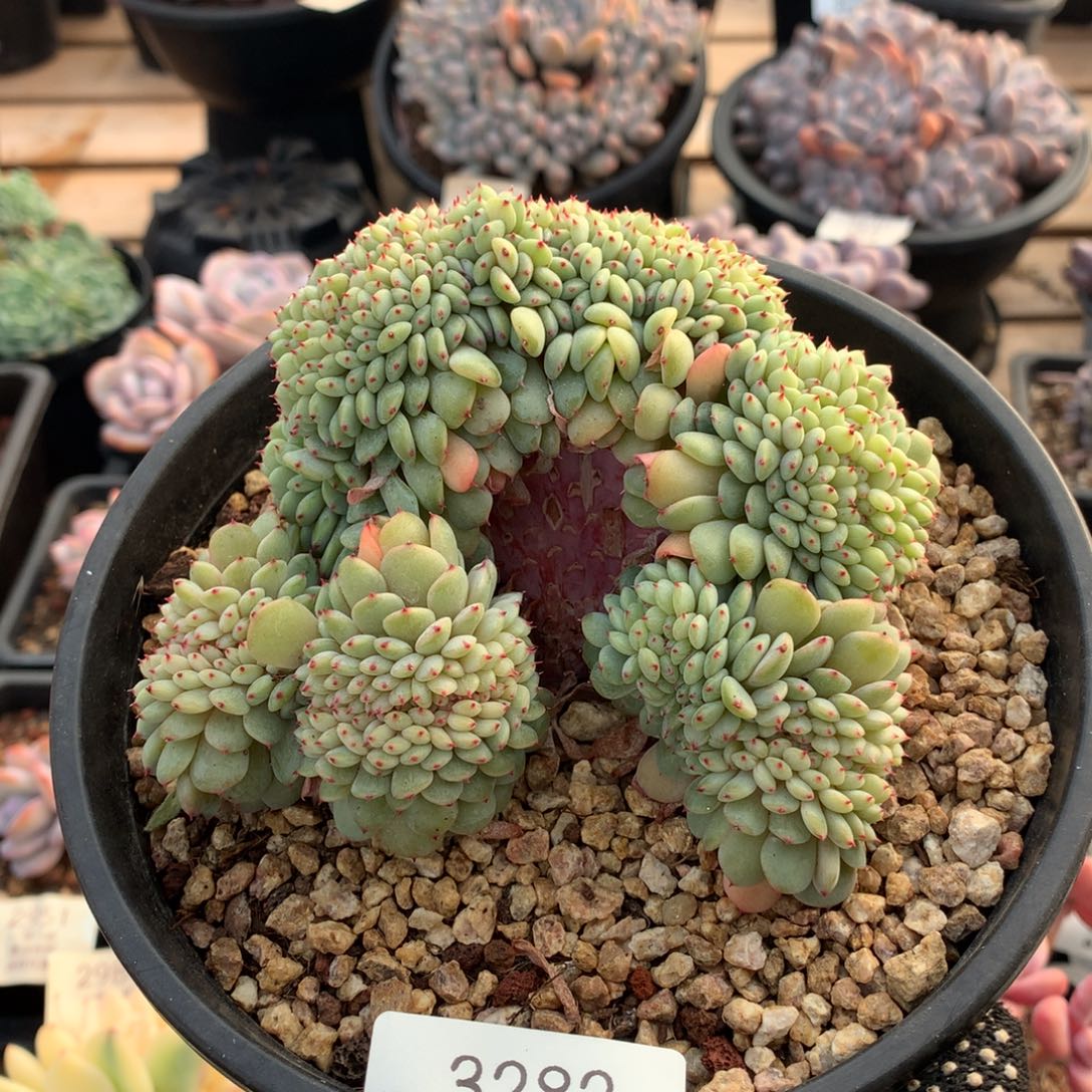 12厘米白胖子缀3282