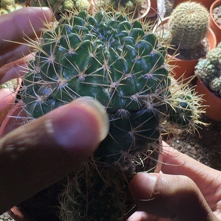简***好无花朵丽花哈哈哈哈哈哈哈哈哈
