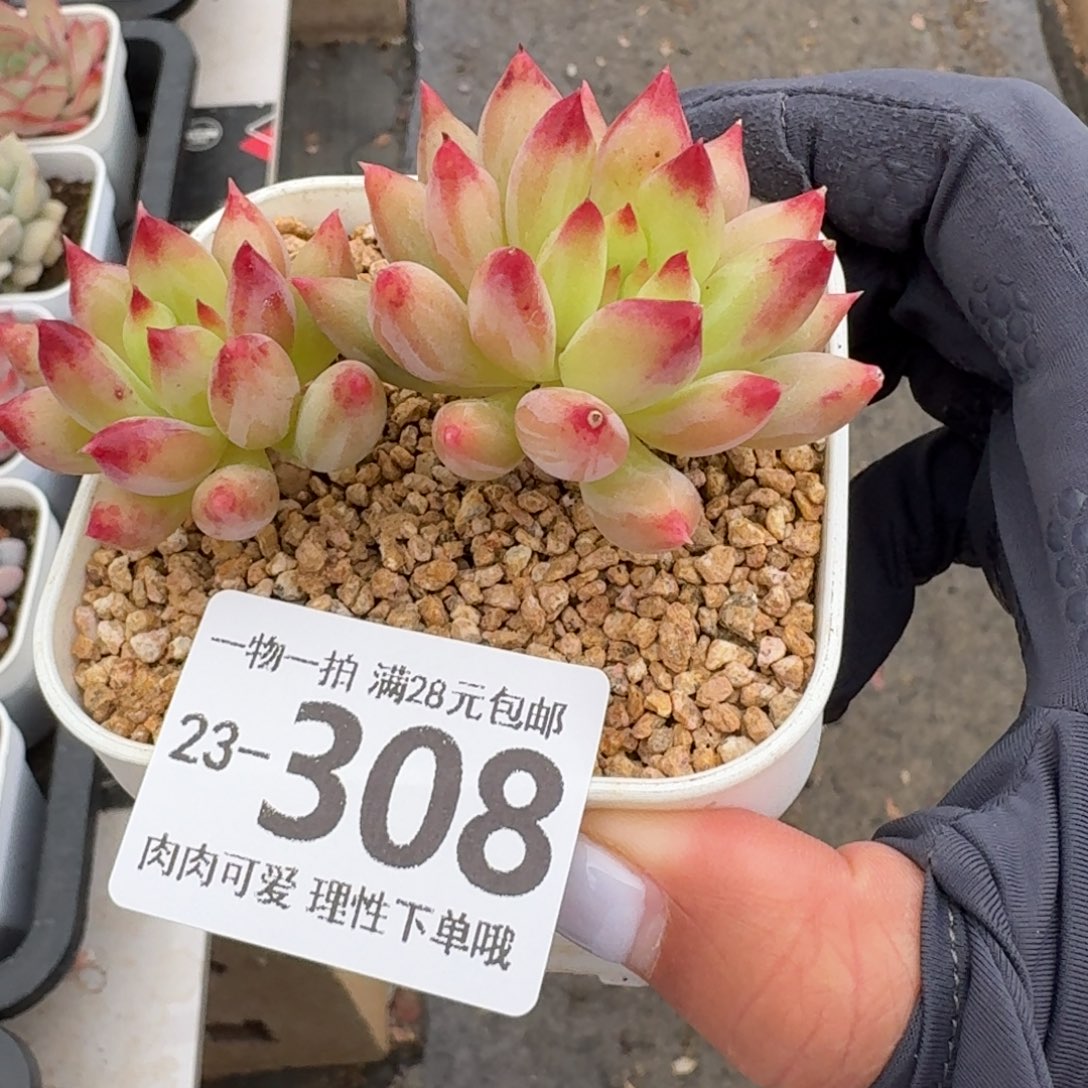 虞美人无盆土发货