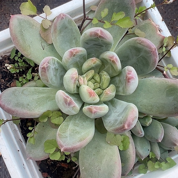 暗纹美人福利特美人