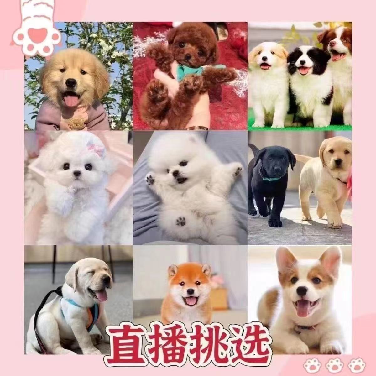 直播链接 混血狗狗活体狗狗