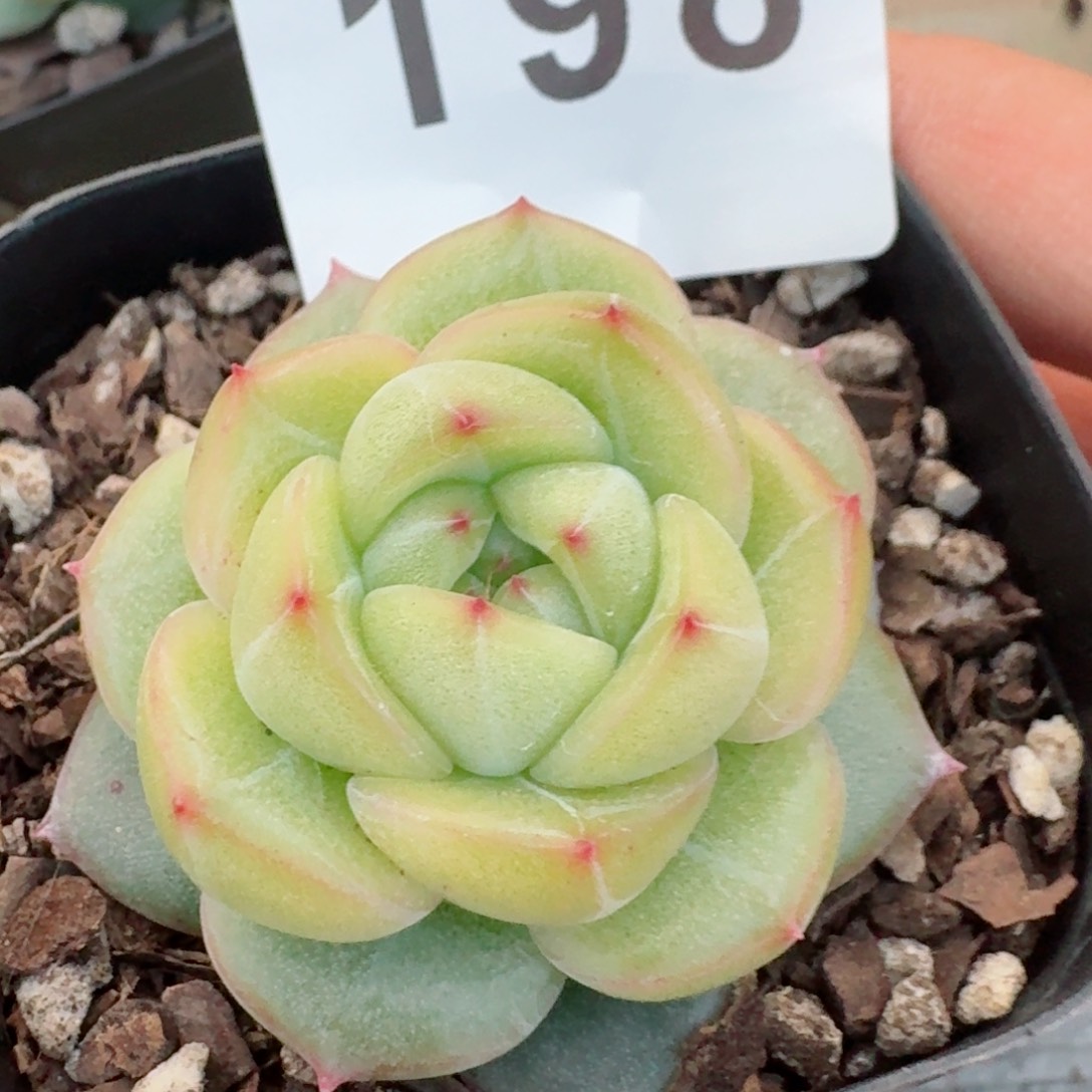 海洋之心         精品多肉