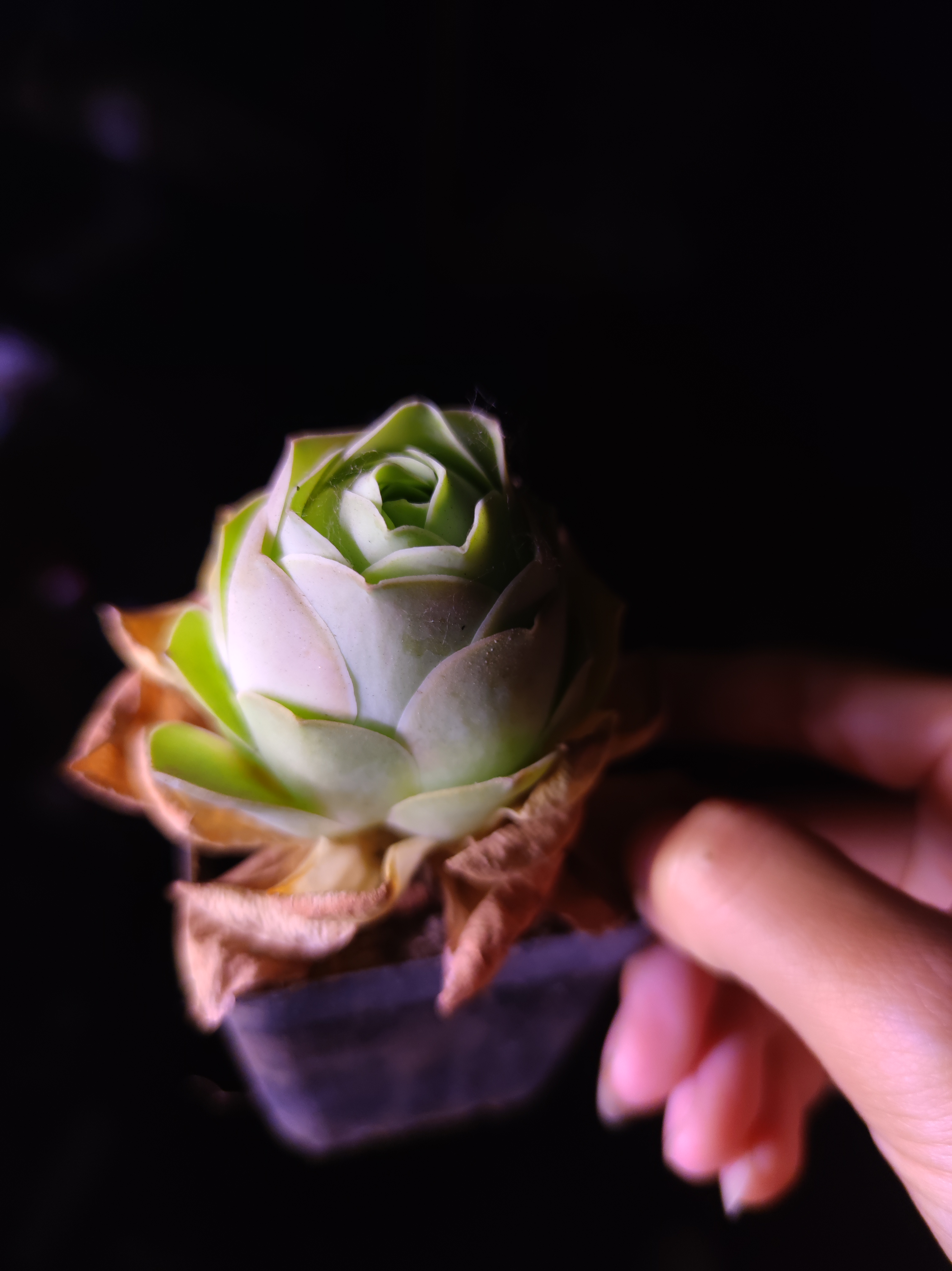 满20包邮，山地玫瑰（2颗脱土粉耶罗黑方）