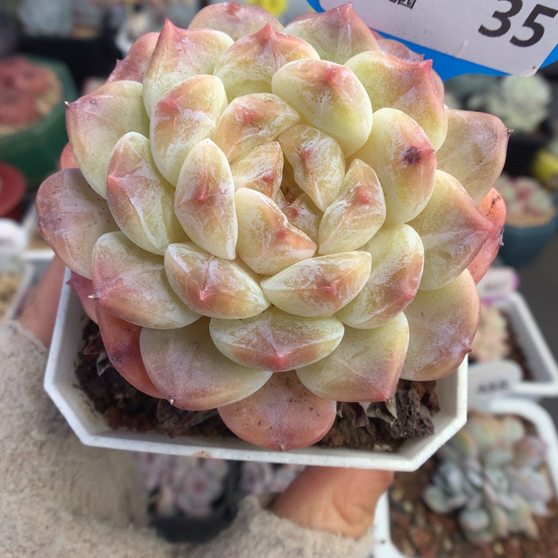 35冰魄多肉植物一物一拍