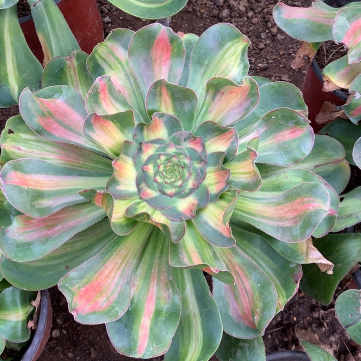 暴君多肉植物0001