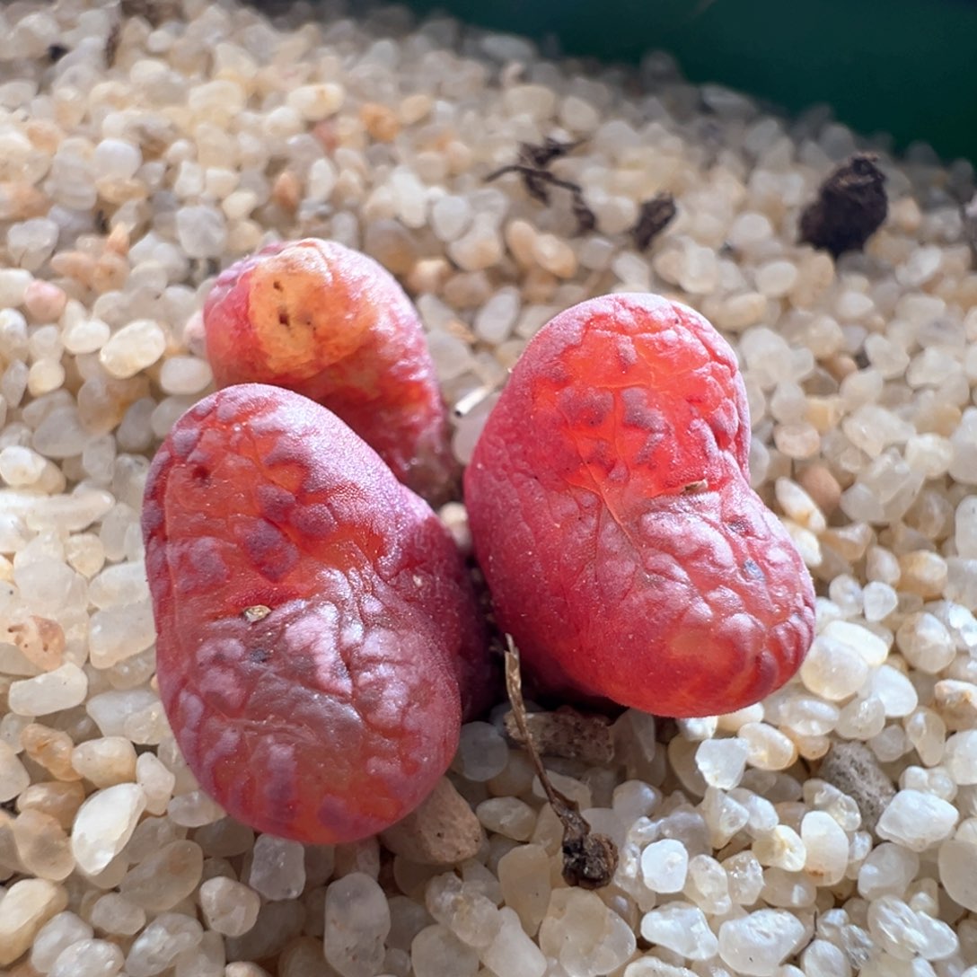 591。韩国种源全窗马克