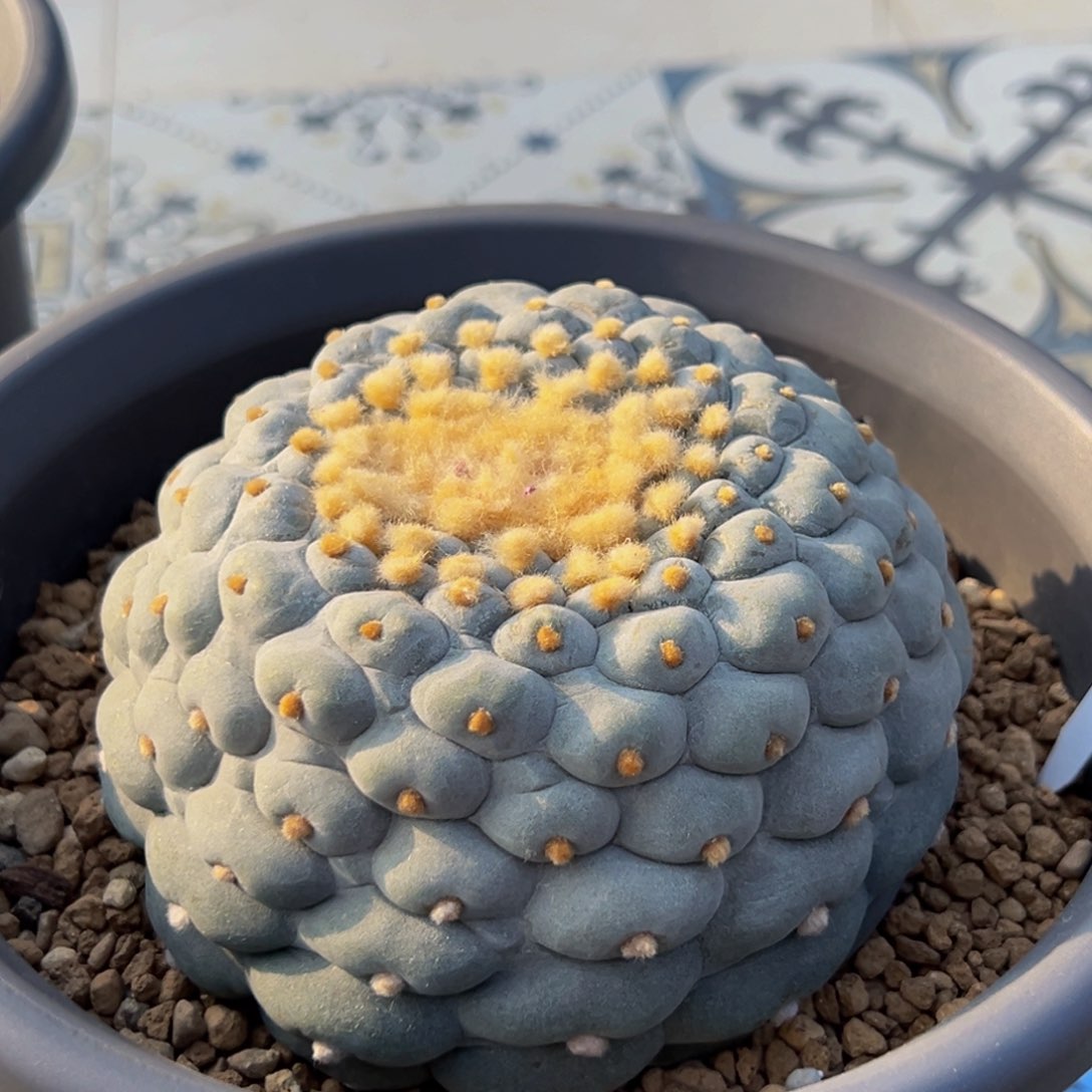 超大蓝白皮鱼鱼鱼鱼