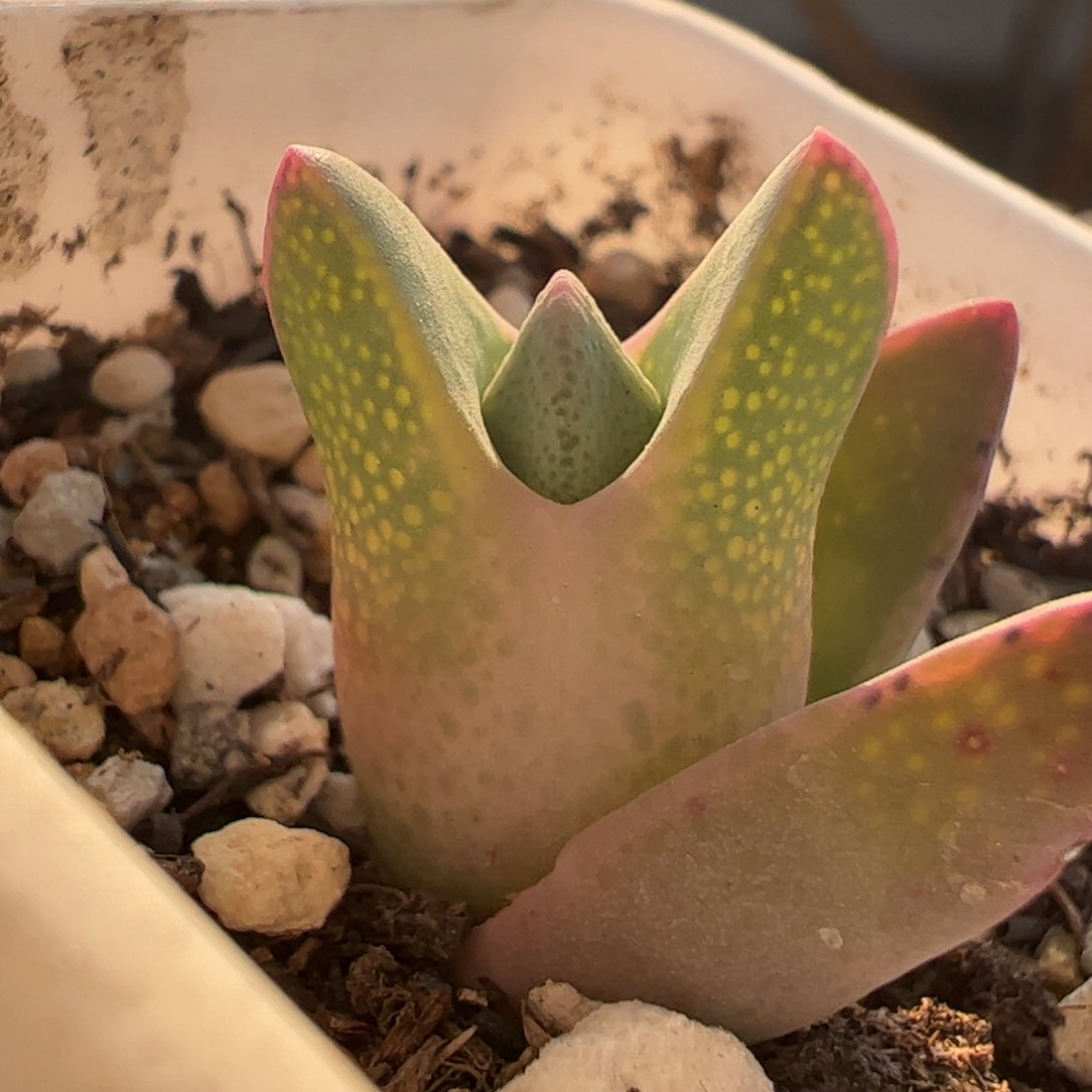 多肉植物百科354