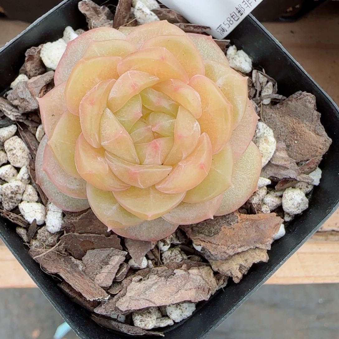 新品，8912多肉植物